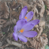 Paarse bloeiende bossen sticker (Voorkant)