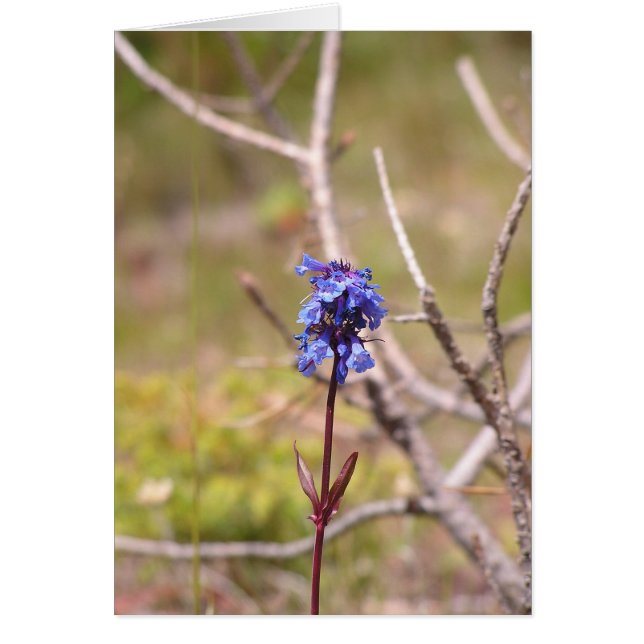 paarse bloem (Voorkant)