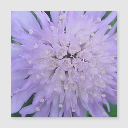 Paarse bloem (Voorkant)