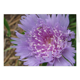 Paarse bloem