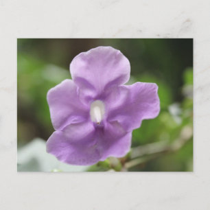 Paarse bloem # 3 briefkaart
