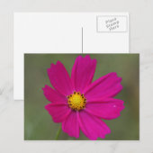 paarse bloem briefkaart (Voorkant / Achterkant)