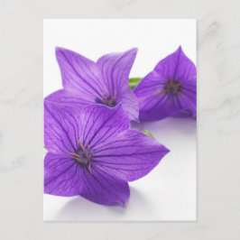 paarse bloem briefkaart