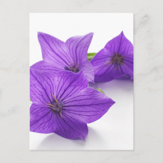 paarse bloem briefkaart (Voorkant)