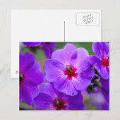 Paarse bloem briefkaart (Voorkant / Achterkant)