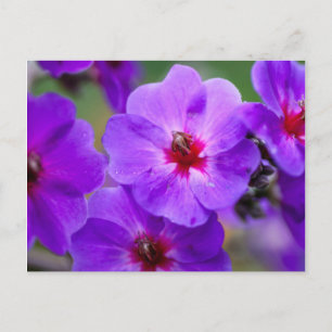Paarse bloem briefkaart