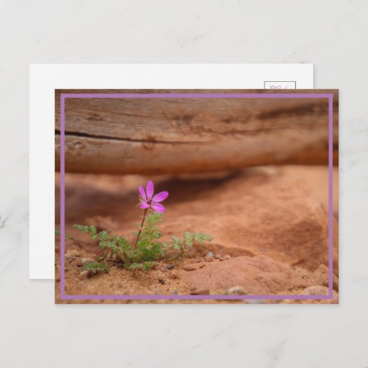 paarse bloem briefkaart (Voorkant / Achterkant)