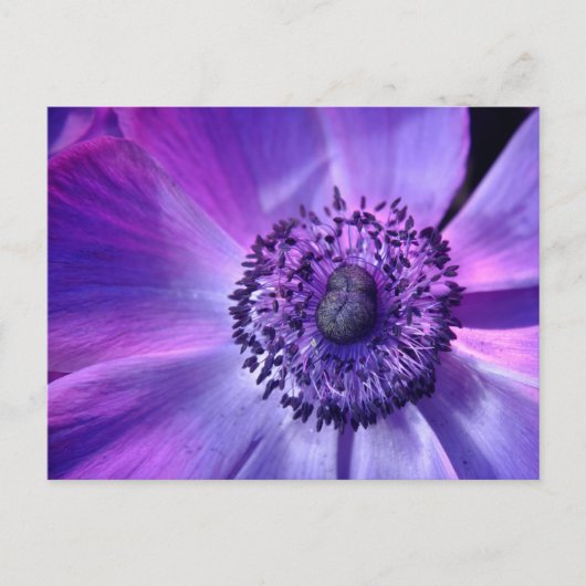 Paarse bloem briefkaart (Voorkant)