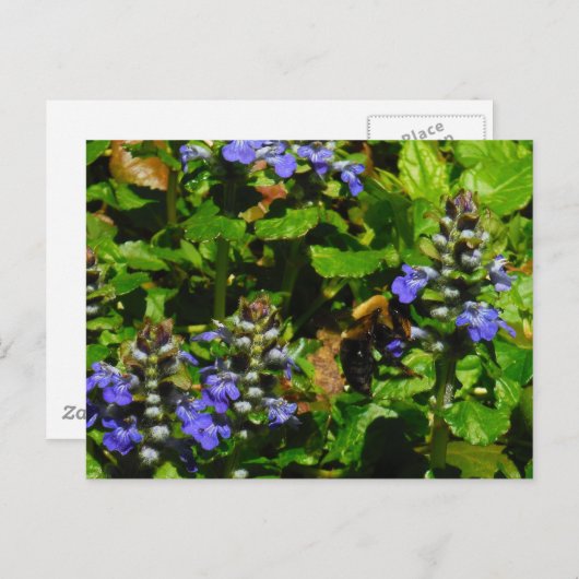 Paarse Bloem en Bumble Bee Briefkaart (Voorkant / Achterkant)