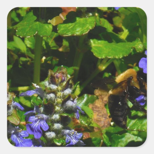 Paarse Bloem en Bumble Bee Vierkante Sticker (Voorkant)