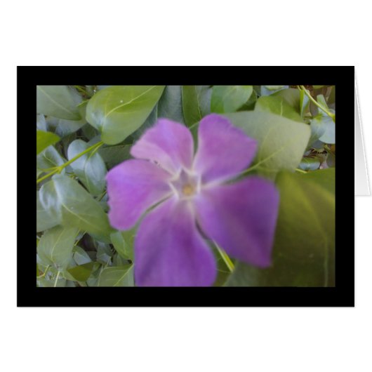 Paarse Bloem - Lied van Sol. 8:7 Wenskaart (Voorkant Horizontaal)