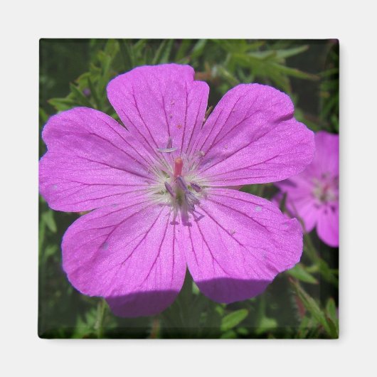 paarse bloem magneet (Voorkant)