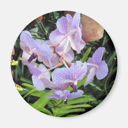 paarse bloem magneet (Voorkant)