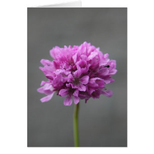 paarse bloem met mier