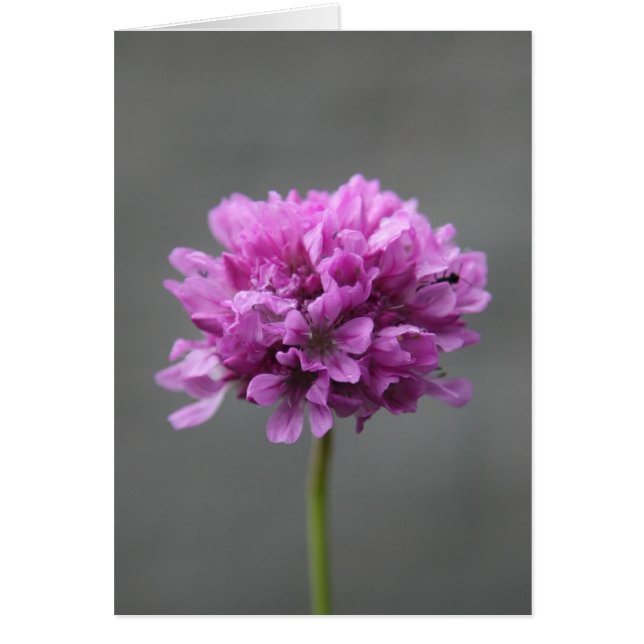 paarse bloem met mier (Voorkant)