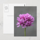 paarse bloem met mier briefkaart (Voorkant / Achterkant)