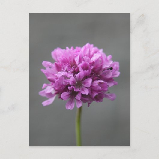 paarse bloem met mier briefkaart (Voorkant)