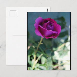 Paarse Bloem Roos Briefkaart
