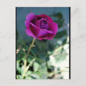 Paarse Bloem Roos Briefkaart (Voorkant)