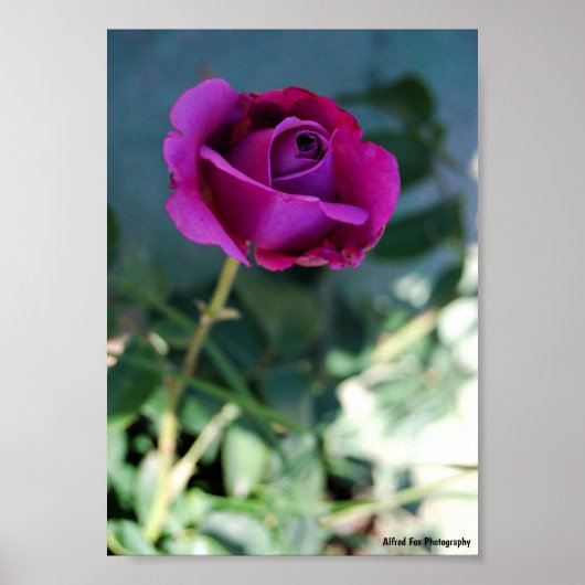 Paarse Bloem Roos Poster (Voorkant)