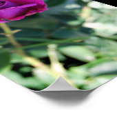 Paarse Bloem Roos Poster (Hoek)