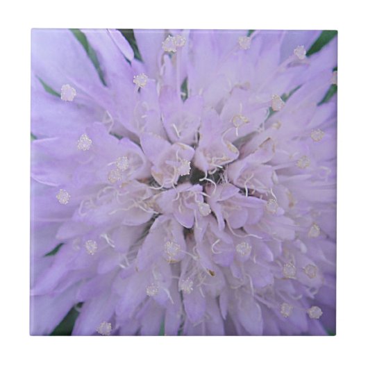 Paarse bloem tegeltje (Voorkant)