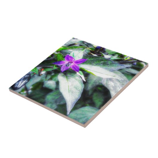 Paarse bloem voor sierdoeleinden tegeltje (Zijkant)