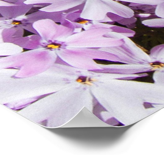 Paarse bloem, zomerse frisheid achtergrond. poster (Hoek)