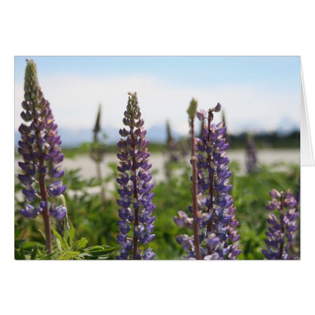 paarse bloemen (Voorkant Horizontaal)