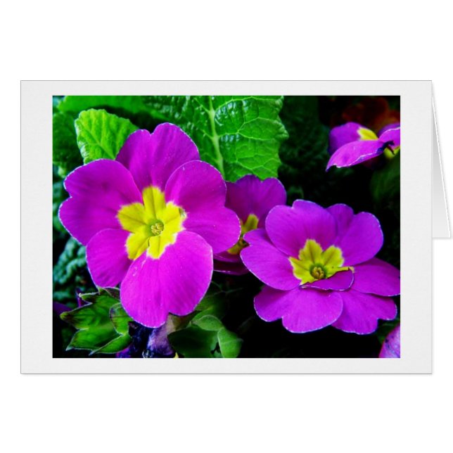  paarse bloemen (Voorkant Horizontaal)