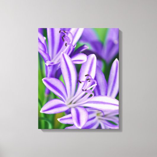 Paarse Bloemen African Daisy Flower  Natuur Canvas Afdruk (Voorkant)