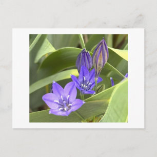 Paarse Bloemen Ansichtkaart Briefkaart