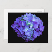 Paarse bloemen blauwgroen bloemen hortensia briefkaart (Voorkant / Achterkant)