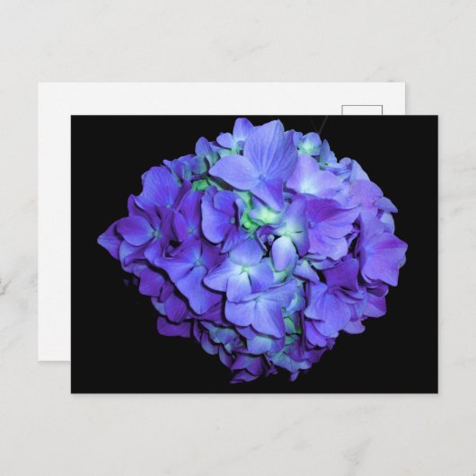 Paarse bloemen blauwgroen bloemen hortensia briefkaart (Voorkant / Achterkant)