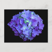 Paarse bloemen blauwgroen bloemen hortensia briefkaart (Voorkant)