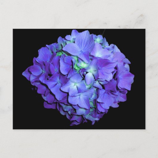 Paarse bloemen blauwgroen bloemen hortensia briefkaart (Voorkant)