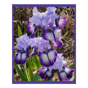 Paarse Bloemen Bloem Iris Irissen Moederdag Kaart Perfect Poster