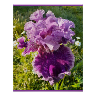 Paarse Bloemen Bloem Iris Irissen Moederdag Kaart Perfect Poster