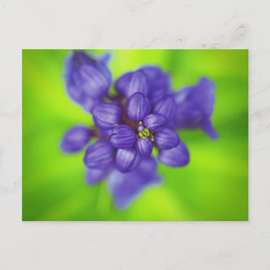 paarse bloemen briefkaart (Voorkant)