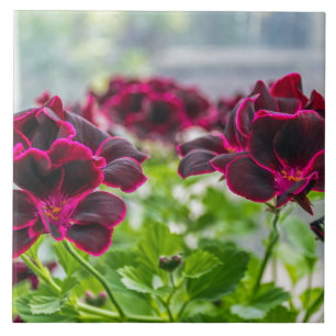 Paarse bloemen ceramiektegel tegeltje