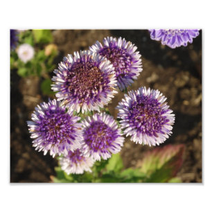 Paarse bloemen foto Kodak fotopapier Afdruk