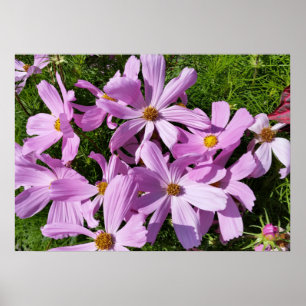 paarse bloemen in de zon poster