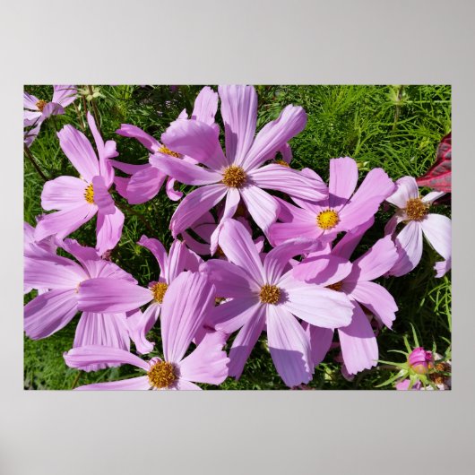 paarse bloemen in de zon poster (Voorkant)