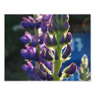 Paarse Bloemen Lente Foto Print Afdruk