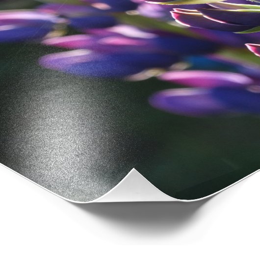 Paarse Bloemen Lente Foto Print Foto Afdruk (Hoek)