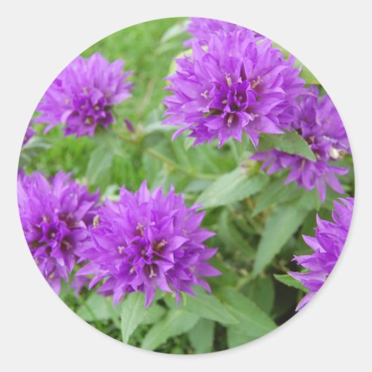paarse bloemen ronde sticker (Voorkant)