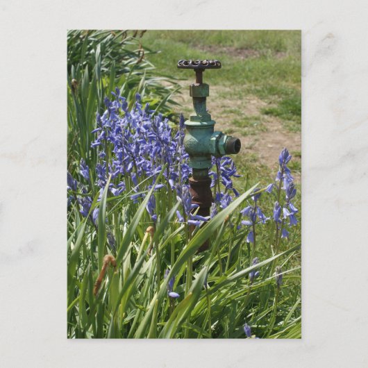 Paarse bloemen rondom waterspuug briefkaart (Voorkant)