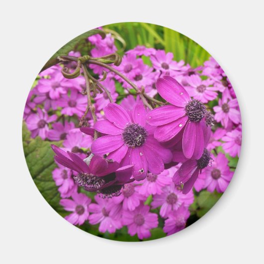 Paarse Bloemen uit San Francisco Magneet (Voorkant)