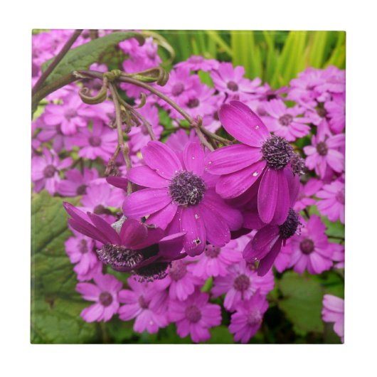 Paarse Bloemen uit San Francisco Tegeltje (Voorkant)