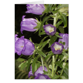 Paarse bloemen van Giverny